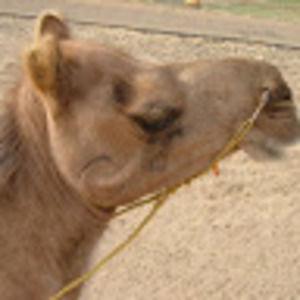 Meet your Posher, Elana